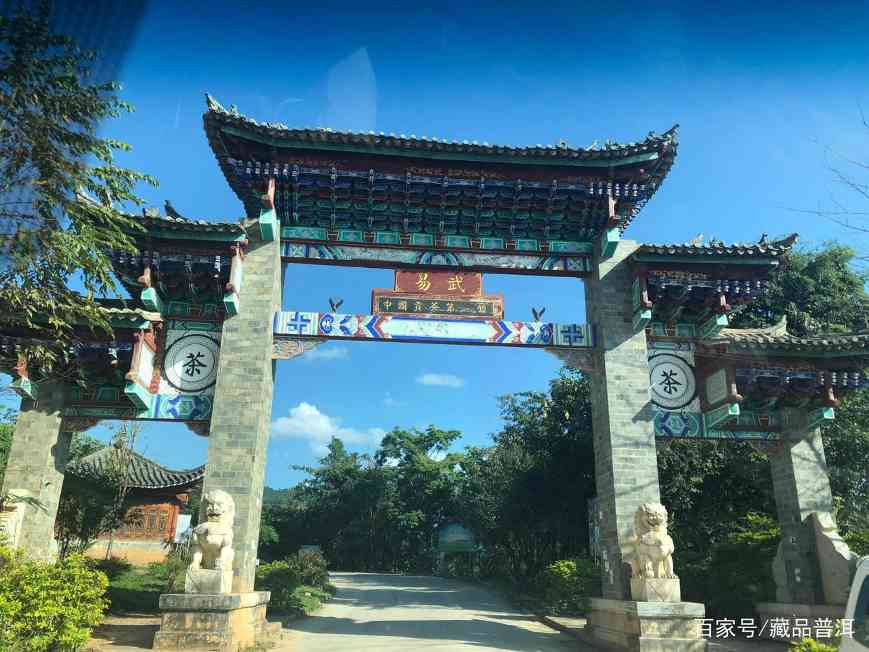 绿大树易武正山野生茶,4大族系茶品如何辨别?这些细节请认清 绿大树易武正山野生茶,4大族系茶品如何辨别?这些细节请认清