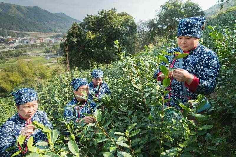 中国最早春茶产地大揭秘,海南四川广西谁是真正的"第一春" brand_alt_mark