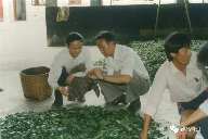 7581熟茶传奇故事揭秘 昆明茶厂经典产品背后的历史变迁