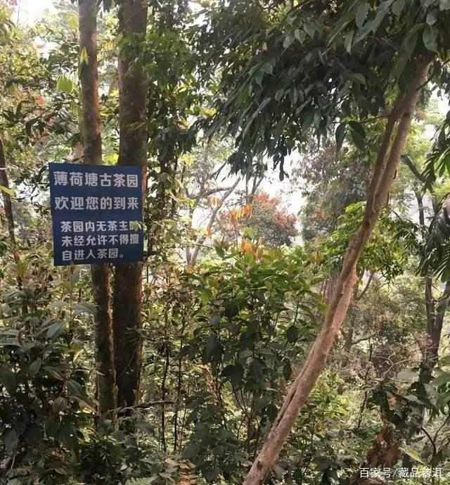 易武薄荷塘古树茶价格为何如此昂贵?产地特点全解析 易武薄荷塘古树茶价格为何如此昂贵?产地特点全解析