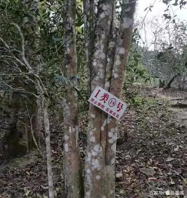 易武薄荷塘古树茶价格为何如此昂贵?产地特点全解析 易武薄荷塘古树茶价格为何如此昂贵?产地特点全解析