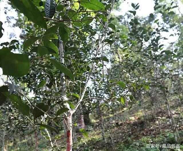 曼松普洱茶为什么这么贵?皇家贡茶的独特魅力解析 曼松普洱茶为什么这么贵?皇家贡茶的独特魅力解析