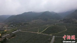 绍兴春茶遭遇暴雨冰雹天气 茶农积极应对确保品质 气温骤变如“过山车” 对浙江绍兴春茶影响不大