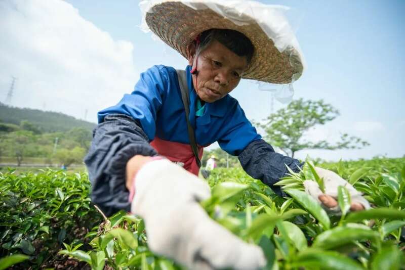 春茶直播竞争激烈 破局策略助力销量爆发 想要直播间卖春茶爆单?deepseek这样说