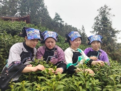 湘西保靖黄金茶春茶开采举行传统敬茶仪式 湖南最早茶园开采啦!