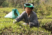 云南墨江龙坝镇春茶开采 茶农年收入可观助力乡村振兴 春茶发 采茶乐 龙坝镇万亩茶园“点绿成金”