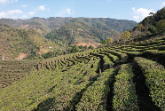 云南墨江龙坝镇春茶开采 茶农年收入可观助力乡村振兴 春茶发 采茶乐 龙坝镇万亩茶园“点绿成金”