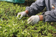 云南墨江龙坝镇春茶开采 茶农年收入可观助力乡村振兴 春茶发 采茶乐 龙坝镇万亩茶园“点绿成金”