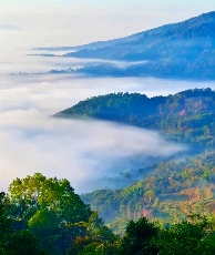 勐海云海奇观:南糯山茶田间的分层云雾美景 勐海的云,是把茶山裹进仙境的温柔
