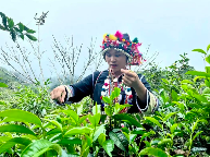 勐海云海奇观:南糯山茶田间的分层云雾美景 勐海的云,是把茶山裹进仙境的温柔