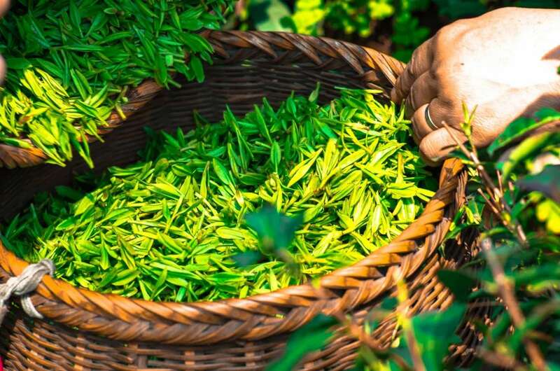杯中第一口鲜何时喝到？且看2025湖北春茶上市时间表