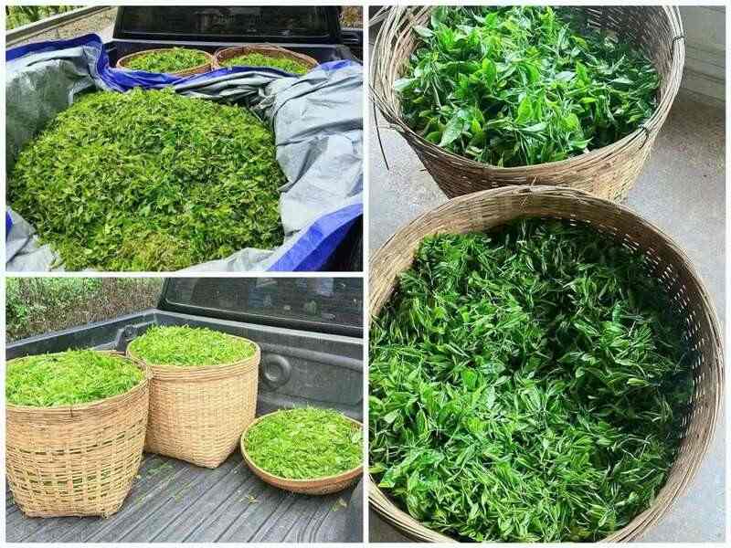 白沙县南开乡:深山野茶抽新芽 产业增收有新招 白沙县南开乡:深山野茶抽新芽 产业增收有新招