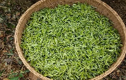 贺州：茶香四溢，产业腾飞