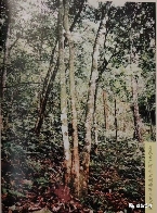 96真醇雅号，复刻号极茶工艺第一饼！复兴易武茶的先锋