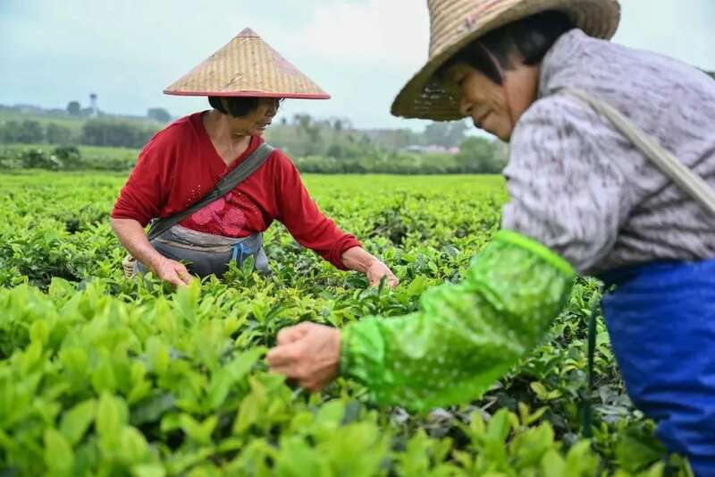 春茶生产关键期，掌握这些提质增产小妙招