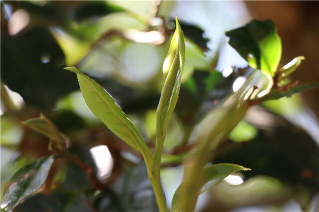 茶叶积压源头：大量直播间涌进茶山，消耗过剩产能！