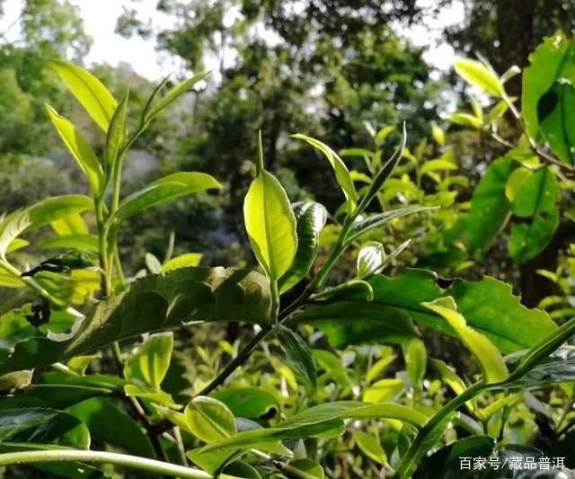 普洱茶发展历程揭秘：从云南到港台的逆袭之路