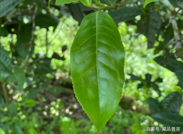 普洱古树茶树龄标准与品质真相，打破古树茶认知误区