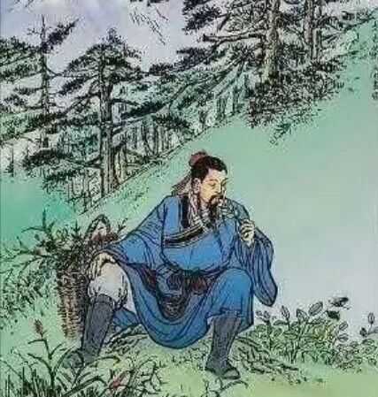 老鹰茶简介