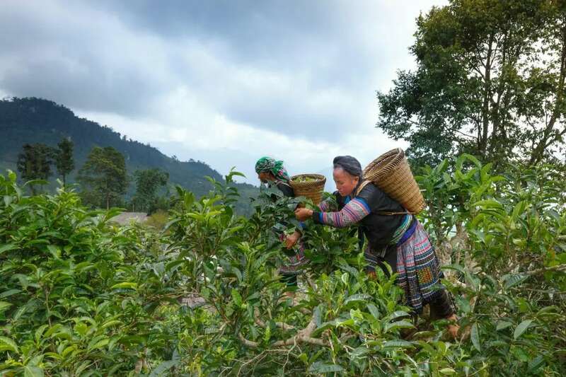 谁能抢占“鲜”机？2025年春茶消费三大新趋势