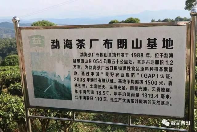 班章大白菜系列停产真相揭秘，末代白菜背后的历史原因