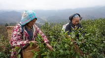 镇宁本寨镇：春茶飘香采摘忙 茶园吐绿送希望