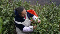 镇宁本寨镇：春茶飘香采摘忙 茶园吐绿送希望