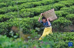 白沙：春满茶园