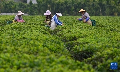 白沙：春满茶园