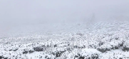 径山茶园银装素裹 雨雪降温或利好春茶生长