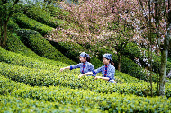 品牌新力量共绘新蓝图峨眉雪芽吹响2025年春茶上市冲锋号