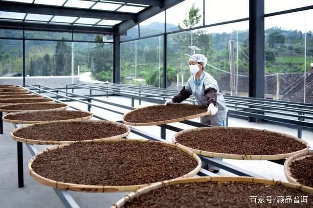 中期茶是什么茶？选购优质中期茶的3个关键点