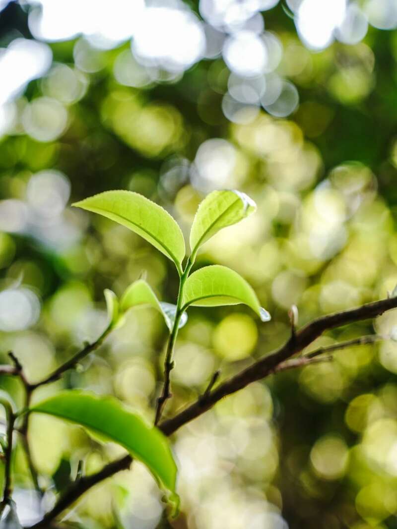 下关金丝沱茶 二十年经典再现，一缕金丝，万重茶香！