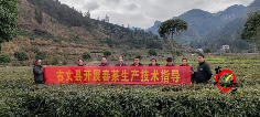 古丈县开展“春茶采收第一课”