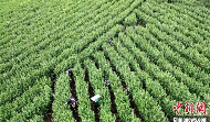 广西三江：雨水时节采茶忙