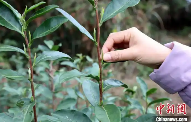广西三江：雨水时节采茶忙