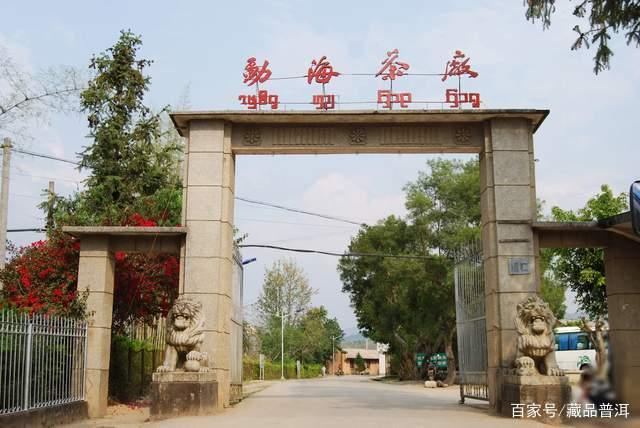 88青饼传奇揭秘：从7542唛号到普洱茶经典的华丽蜕变