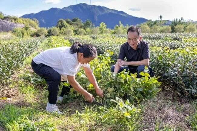 安溪铁观音：连续17年出口茶叶100%通过输入国官方检测