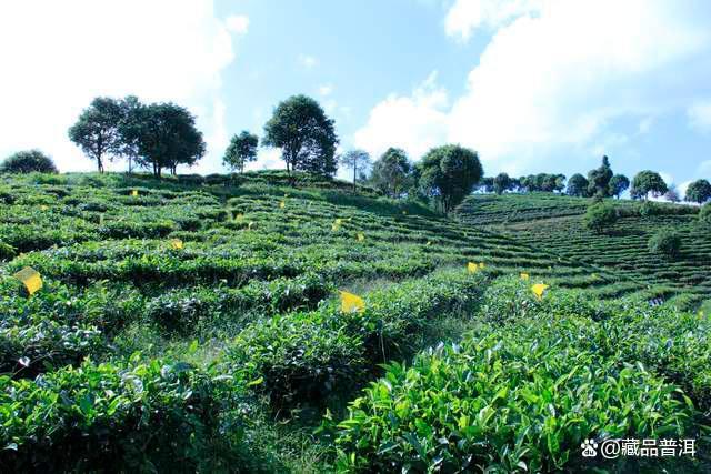 普洱茶价格差异原因分析：100元与1000元茶品的本质区别