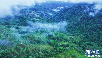 航拍西双版纳布朗山茶园 云海漫过千重绿