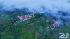 航拍西双版纳布朗山茶园 云海漫过千重绿