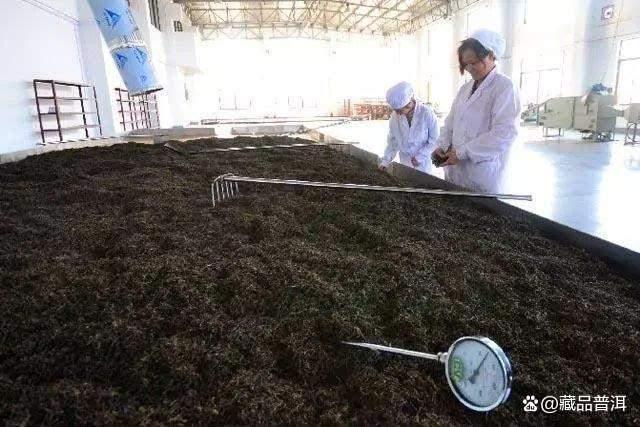 普洱熟茶发酸的原因及口感影响解析