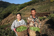 云南宁洱第一波春茶开采