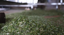云南宁洱第一波春茶开采
