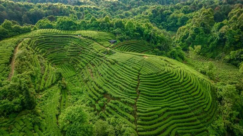 全国首款！“蒲江雀舌”茶叶真牛！