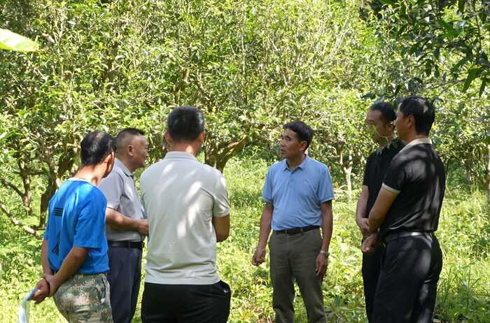 西盟佤山惊现一片古茶园 见证古茶文化历史