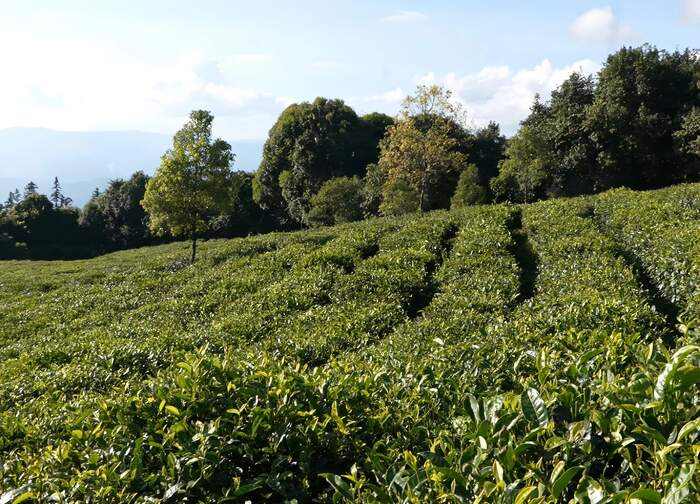 西盟佤山惊现一片古茶园 见证古茶文化历史