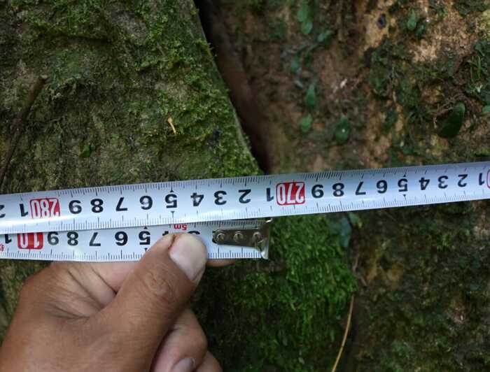 西盟佤山惊现一片古茶园 见证古茶文化历史