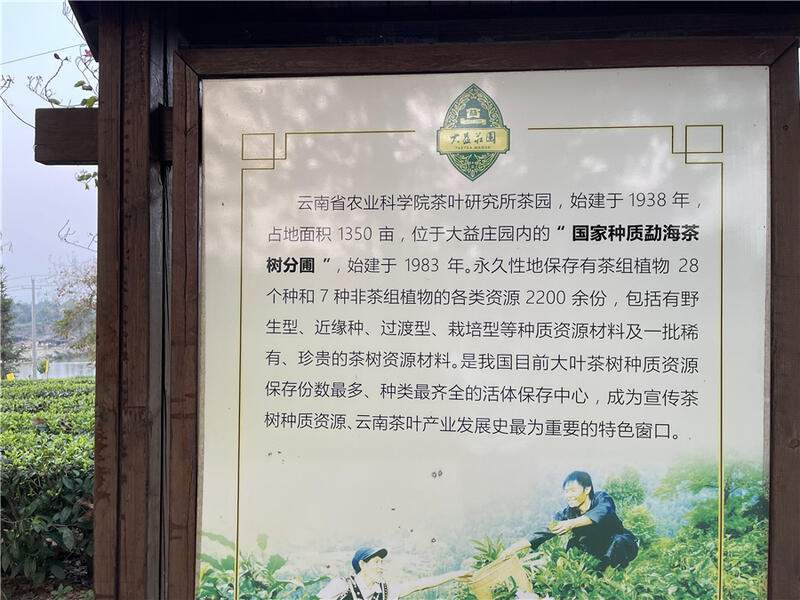 高舜礼：打造云南茶旅融合的升级版