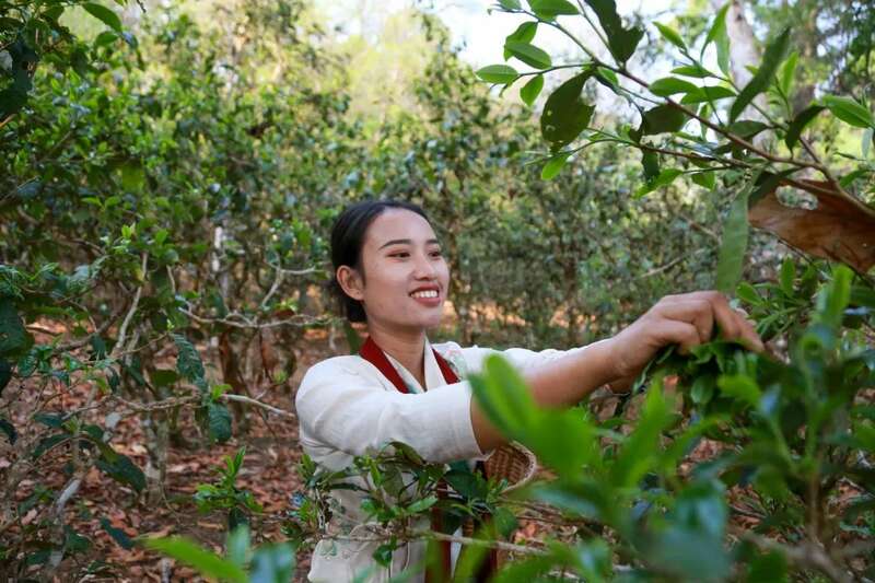 景迈山茶产业引领普洱茶产业高质量发展